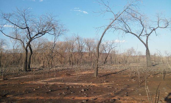 Incêndio em Santana do Piauí já dura 20 dias e destrói vegetação (Crédito: João Rodrigues)