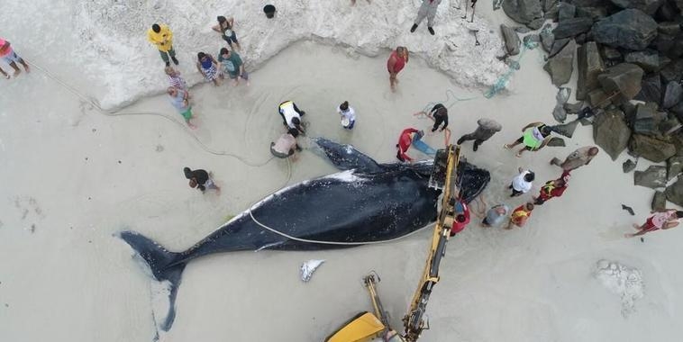 Mutirão é realizado para salvar baleia encalhada no Rio