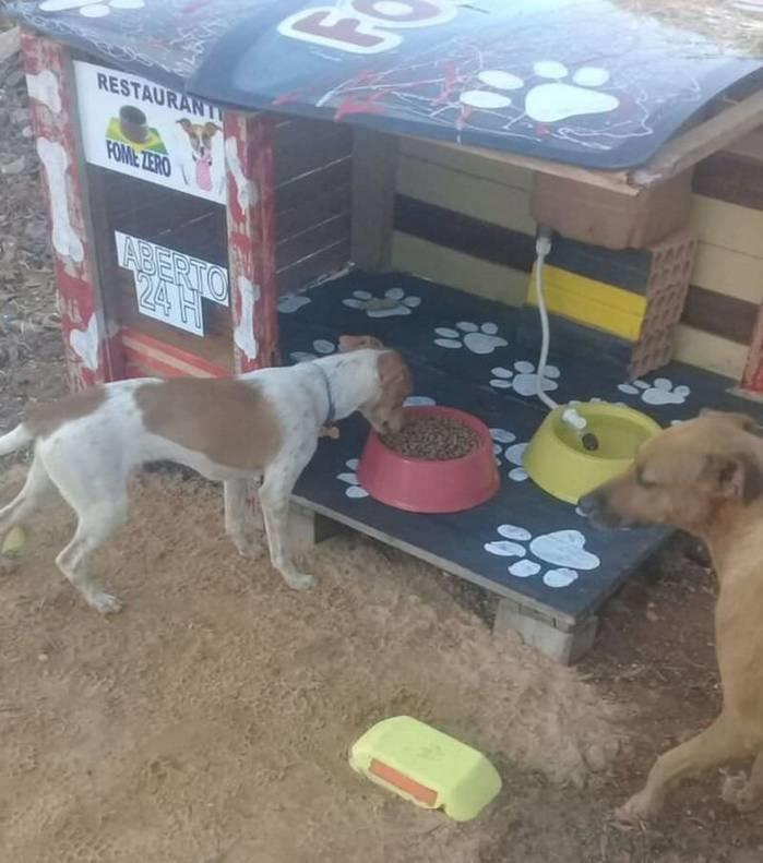 Jovem cria “restaurante” para alimentar cachorros de rua
