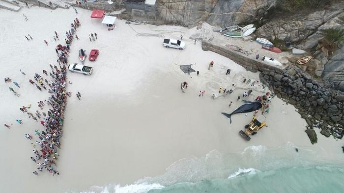 Baleia havia sido devolvida ao mar por voluntários (Crédito: Reprodução)