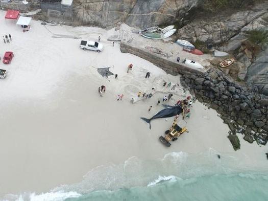 Baleia jubarte que encalhou no Rio de Janeiro surge morta em praia