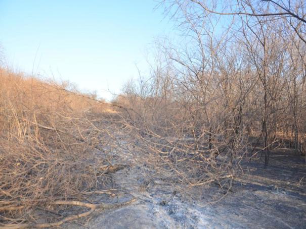 Fogo destroi grande área em Colônia do Piauí (Crédito: José Fernando)