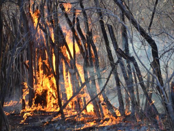 Fogo destroi grande área em Colônia do Piauí (Crédito: José Fernando)