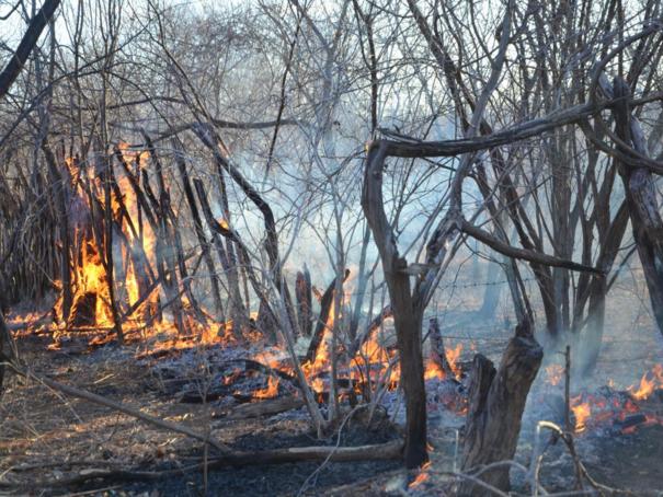 Fogo destroi grande área em Colônia do Piauí (Crédito: José Fernando)
