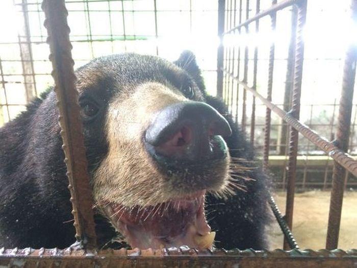 Urso sorri faceiro depois de ter seu excesso de língua retirado (Crédito: Reprodução)