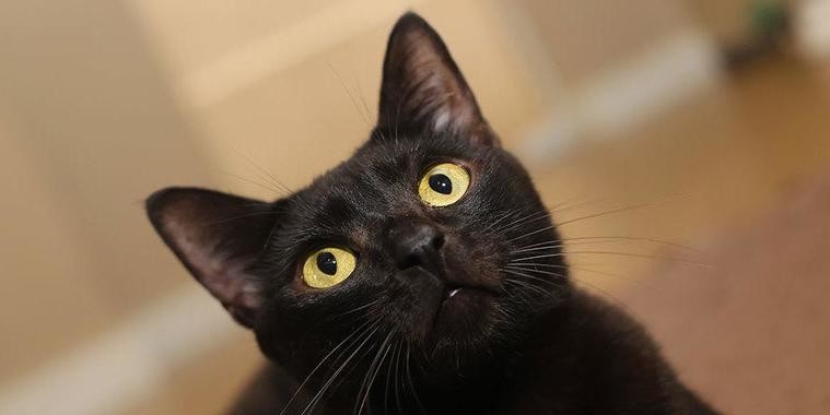 Por que os gatos pretos representam má sorte?