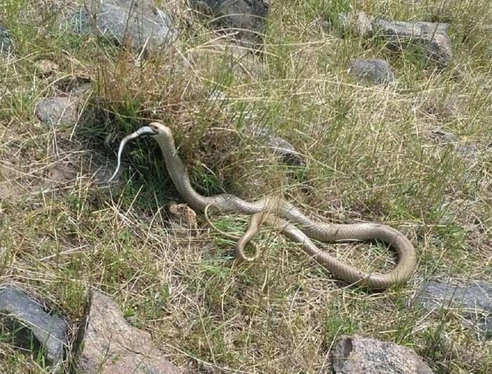 Cobra marrom venenosa engole rival negra em briga por sobrevivência (Crédito: Reprodução/Facebook(Snake Catcher Victoria Australia)