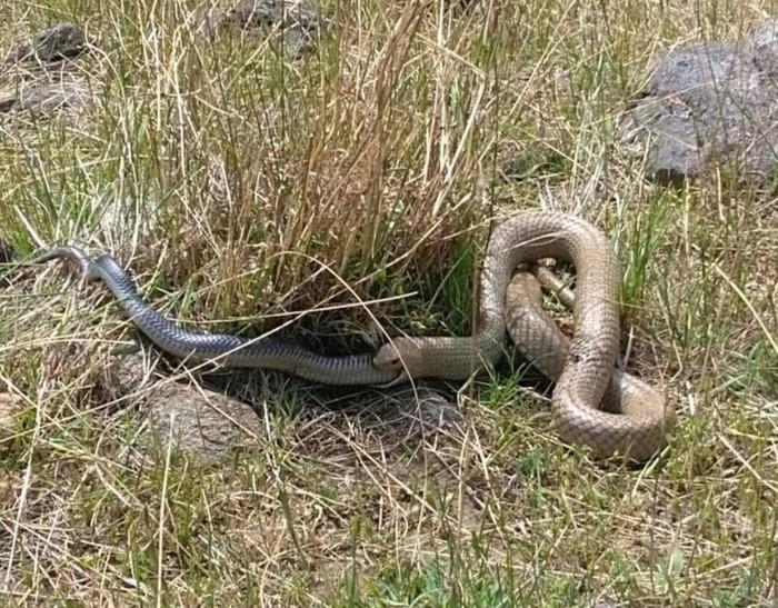 Cobra marrom venenosa engole rival negra em briga por sobrevivência (Crédito: Reprodução/Facebook(Snake Catcher Victoria Australia)
