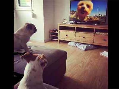 Brasil recebe canal de TV com programação só para cachorros 