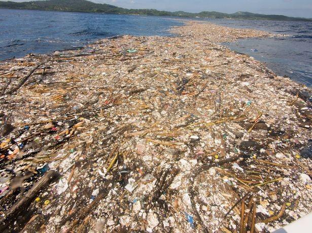 Ilha paradisíaca do Carine tem 8,2 km de lixo (Crédito: Caroline Power )