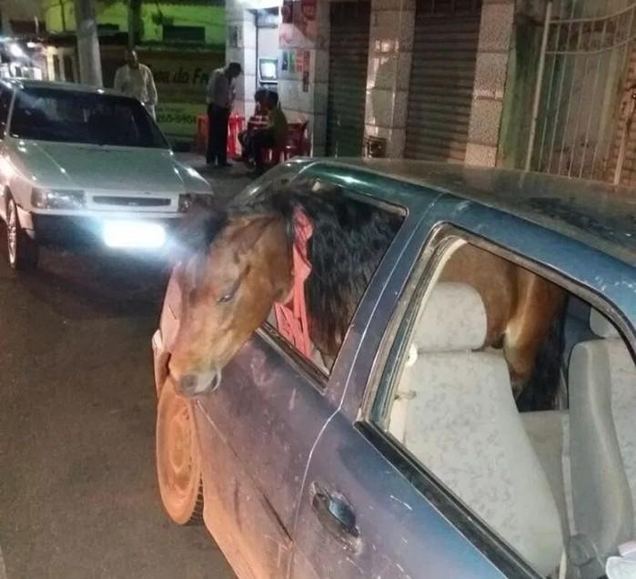 Homem colocou o cavalo no banco traseiro e dirigia pelo Centro de Três Pontas (MG) (Crédito: Reprodução / Redes sociais)