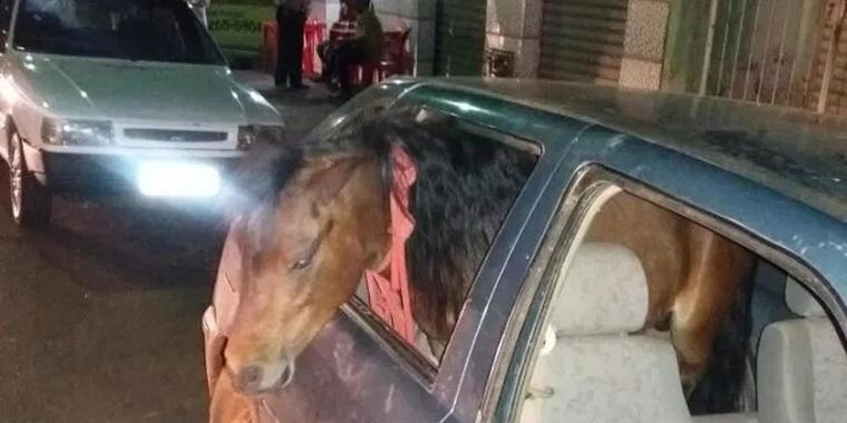 Polícia prende homem embriagado que levou pônei para passear