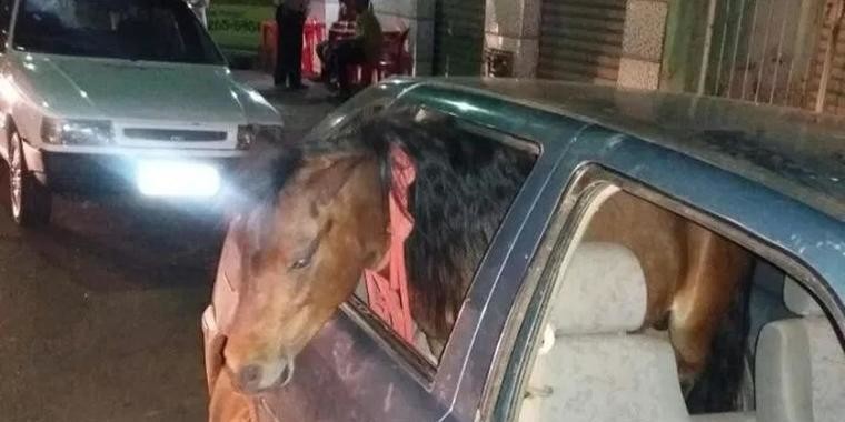 Polícia prende homem embriagado que levou pônei para passear