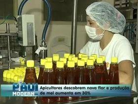 Apicultores descobrem nova flor e produção de mel aumenta em 30%