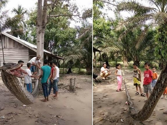 Homem quase perde braço após lutar com cobra de 7 metros; fotos