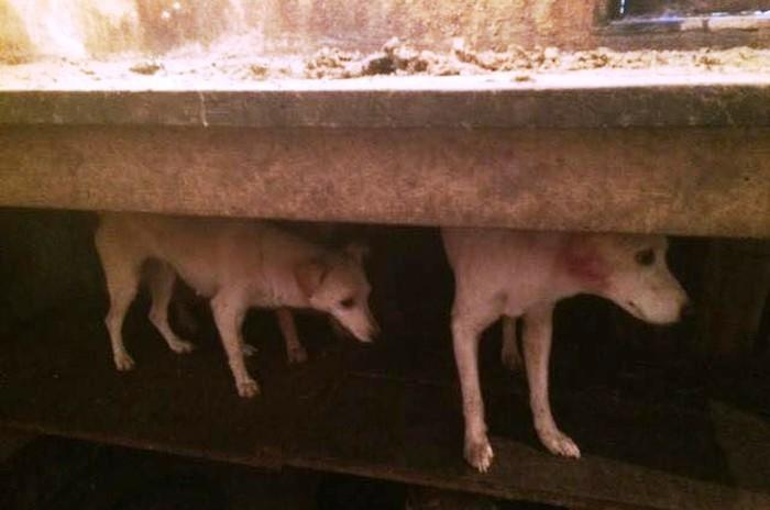 Cães estão em situação de abandono em cidade do Vale do Ribeira (Crédito: Divulgação/GPA)