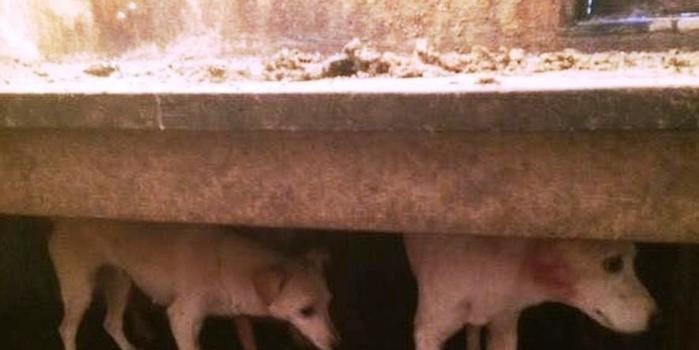 Cães que nunca viram a luz do sol são resgatados de sítio em SP