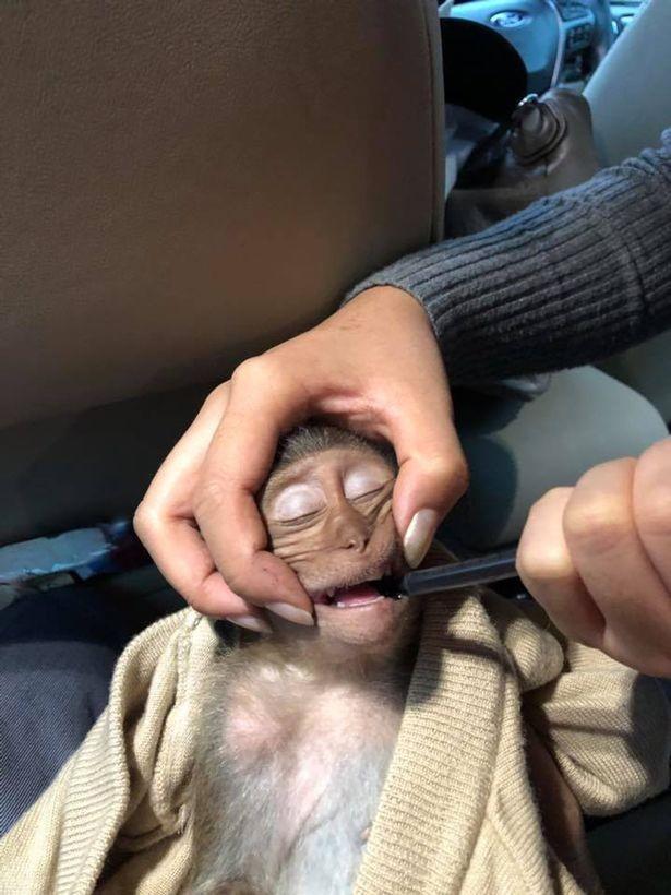 Macaco tem overdose de cafeína após roubar café de turista (Crédito: Reprodução/Facebook(AsiaWire)