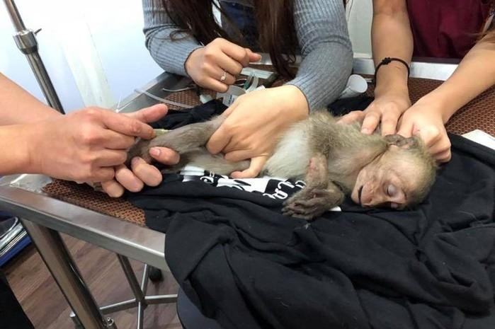 Macaco tem overdose de cafeína após roubar café de turista (Crédito: Reprodução/Facebook(AsiaWire)