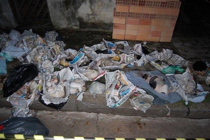 Justiça manda prender “serial killer” de cães e gatos em São Paulo