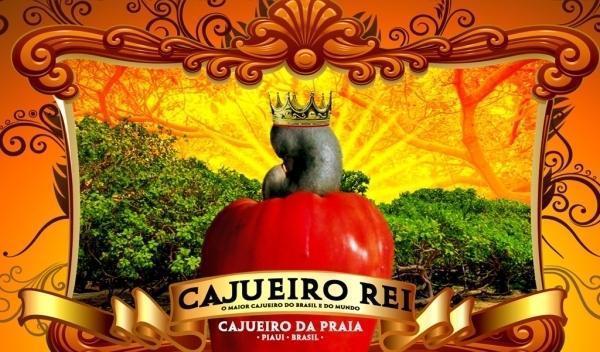 Exclusivo RMN: bastidores da Pesquisa DNA Cajueiro Rei do Piauí