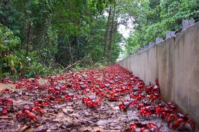 Estradas são evacuadas para 'batalhão' de caranguejos-vermelhos (Crédito: Reprodução/Twitter(CrustaceanCompassion) )