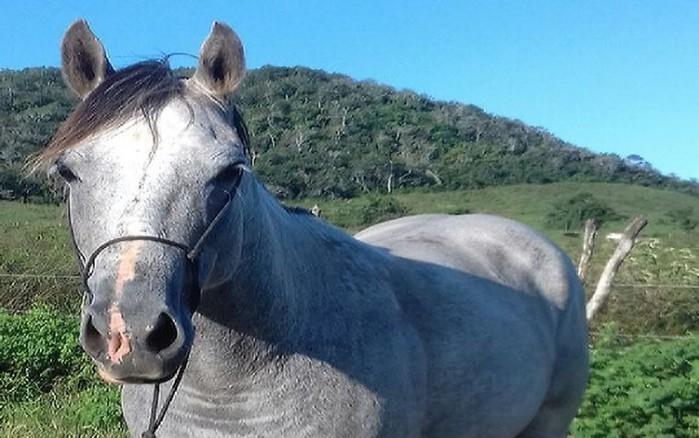 Cavalo livre em sítio
