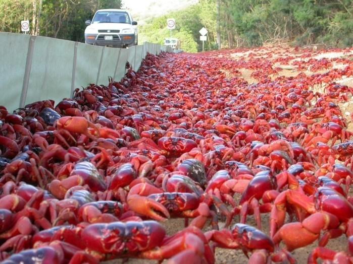 Estradas são evacuadas para 'batalhão' de caranguejos-vermelhos (Crédito: Reprodução/Twitter(CrustaceanCompassion) )