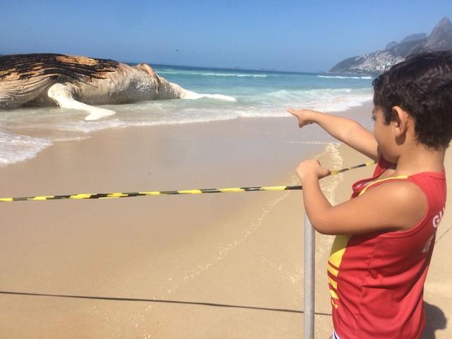 Baleia encalhou e morreu na Praia de Ipanema (Crédito: Bruno Albernaz/ G1)