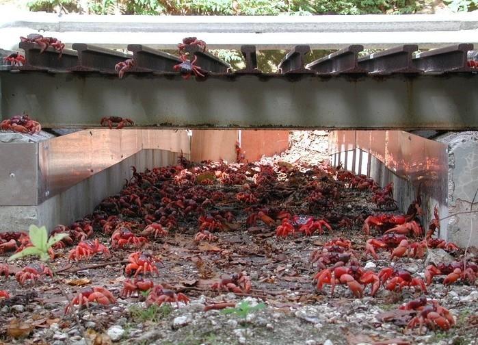 Estradas são evacuadas para 'batalhão' de caranguejos-vermelhos (Crédito: Reprodução/Twitter(CrustaceanCompassion) )