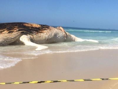 Baleia encalha e morre na Praia de Ipanema, no Rio de Janeiro