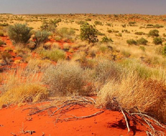 Arbusto típico da Austrália (Crédito: Reprodução)