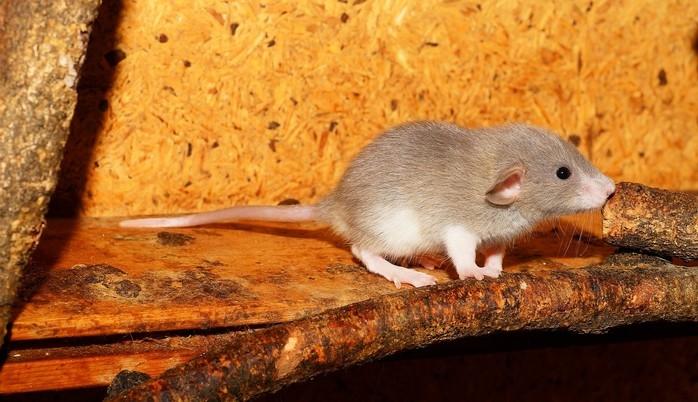 Ratos voltaram a andar e recuperaram a sensibilidade (Crédito: Reprodução)
