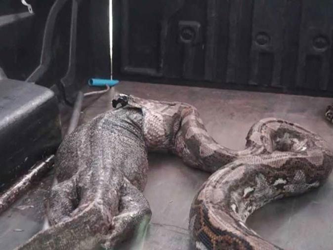 Píton regurgita lagarto de 15 quilos após ser capturada em uma casa