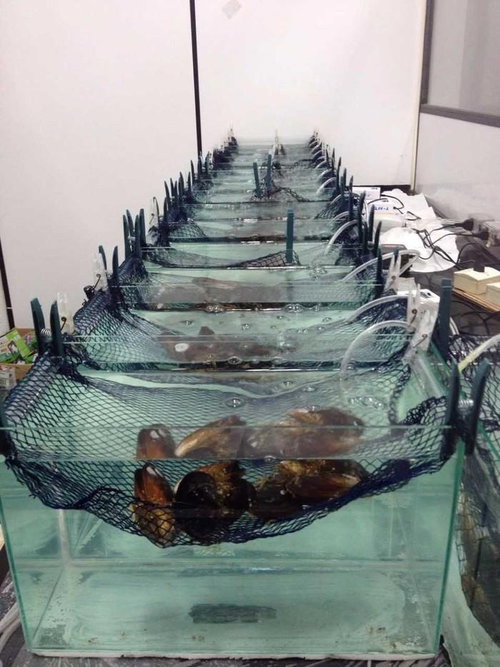 Experimento em laboratório expondo mexilhões a quantidades de drogas (Crédito: Arquivo Pessoal)