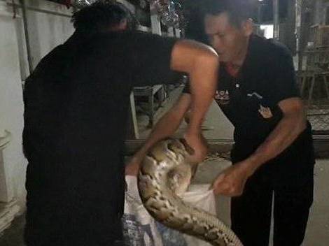 Homem morre após ser sufocado por cobra com quase 7 metros