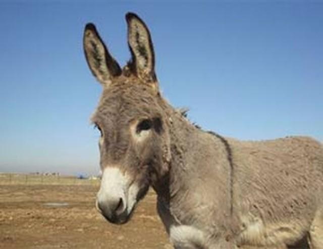 Um dos burros que ficou uma semana 'atrás das grades' (Crédito: Reuters)