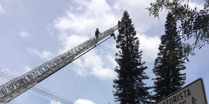 Bombeiros resgatam gato em árvore de 50 metros de altura
