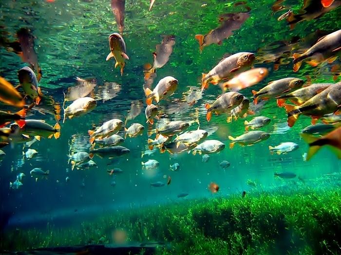 Aquário vivo de Bonito, Mato Grosso do Sul. (Crédito: Divulgação)