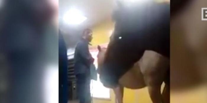 Homem tenta embarcar com 3 cavalos em ônibus do BRT no Rio