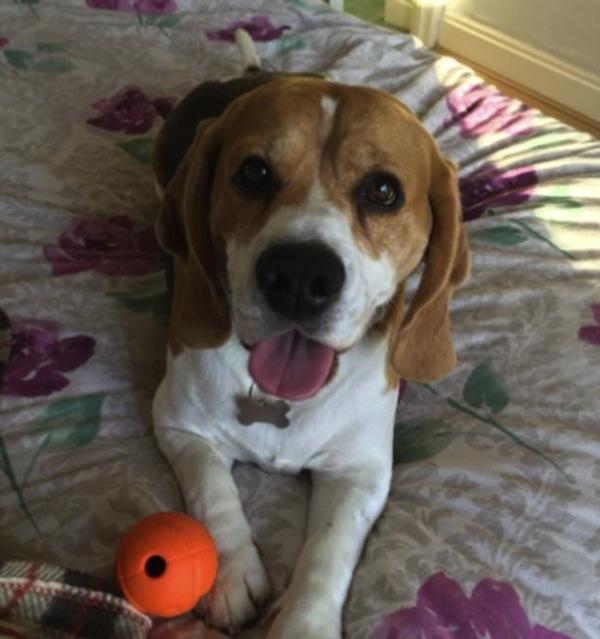 Orelha de cachorro viralizou na internet (Crédito: Reprodução)