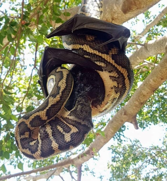 (Crédito: Reprodução/Facebook/Redland's Snake Catcher)