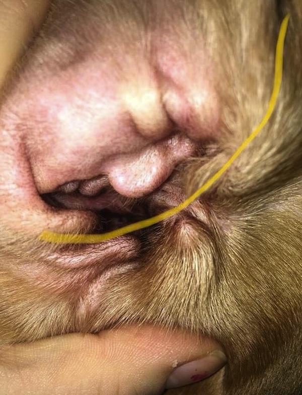 Orelha de cachorro viralizou na internet (Crédito: Reprodução)