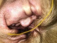 Cão viraliza após imagem de Donald Trump aparecer em sua orelha