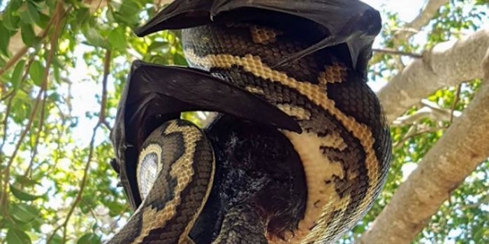 Cobra píton não consegue devorar morcego em árvore; veja fotos!