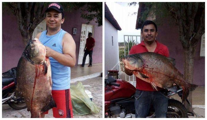 Peixe encontrado na Barragem do Estreito, em Francisco Macedo (Crédito: Reprodução)