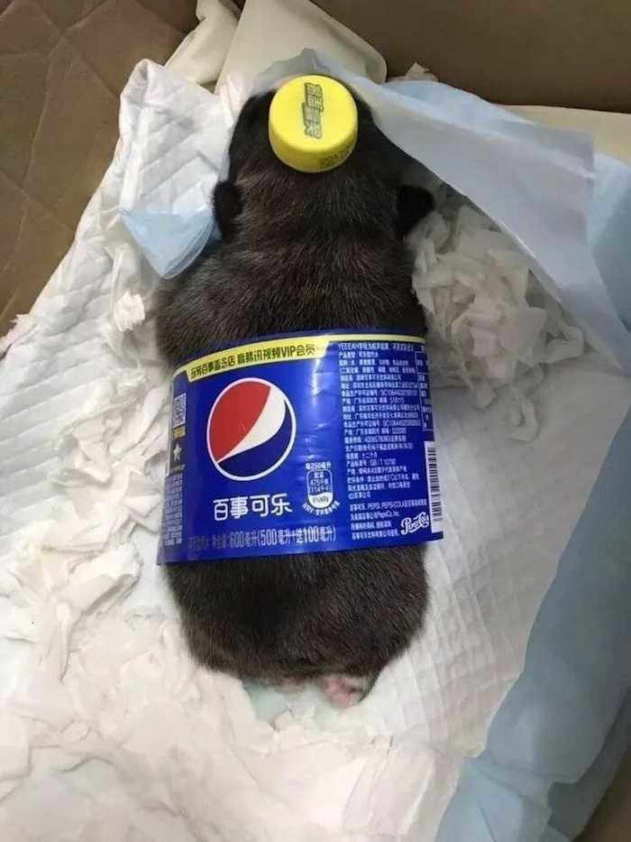 Fantasiar cãezinhos de garrafa pet é a nova sensação da web