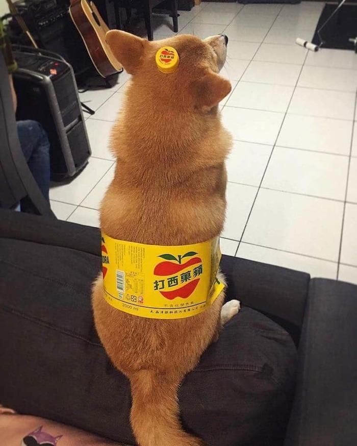 Fantasiar cãezinhos de garrafa pet é a nova sensação da web