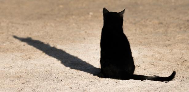 Gato é suspeito de tentativa de homicídio no Japão