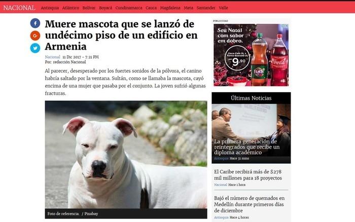 Assustado, cão se joga do 11º andar e cai sobre mulher na Colômbia